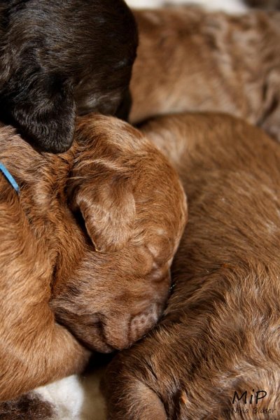 2011-05-07 Puppies Candy & Svet (40).jpg